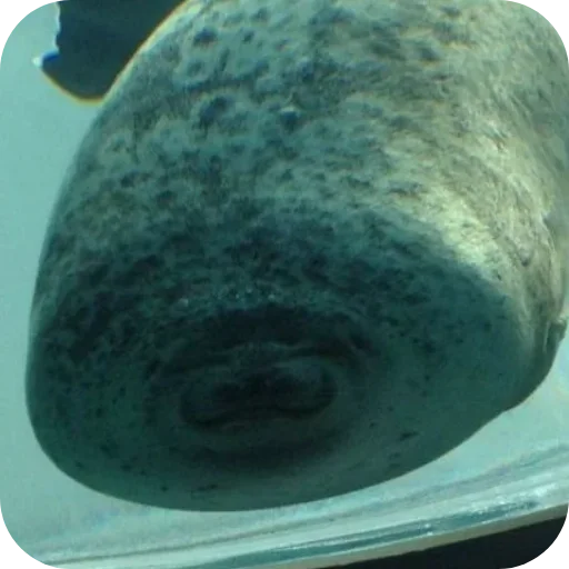 Эмодзи ТЮЛЕНИ