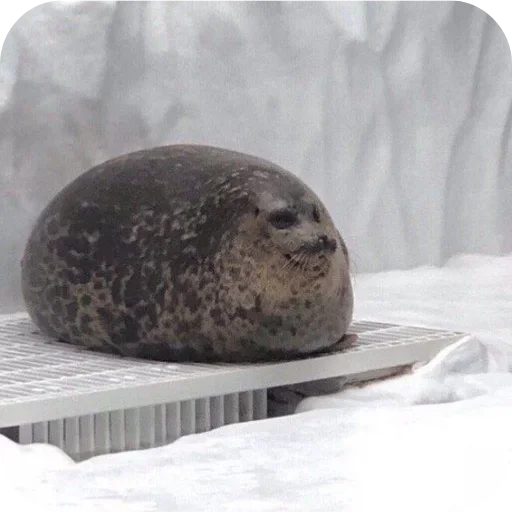 Эмодзи ТЮЛЕНИ