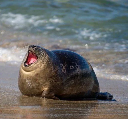 Эмодзи ТЮЛЕНИ