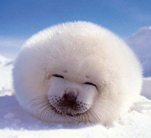 Эмодзи ТЮЛЕНИ