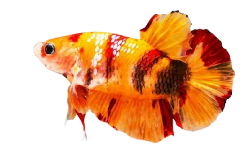 Эмодзи Fish