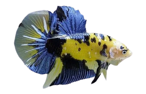 Эмодзи Fish