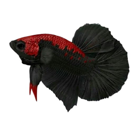 Эмодзи Fish