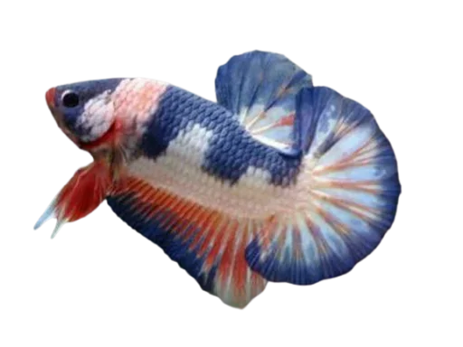 Эмодзи Fish