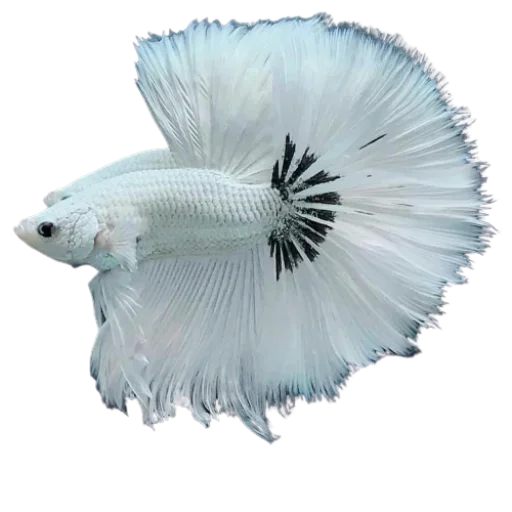 Эмодзи Fish