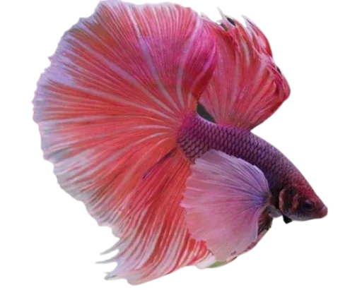 Эмодзи Fish