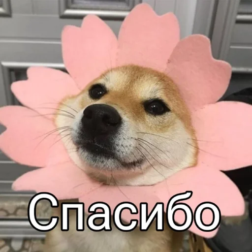 Эмодзи Five Plus Stickers