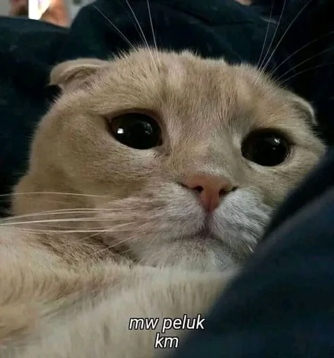 Эмодзи котики