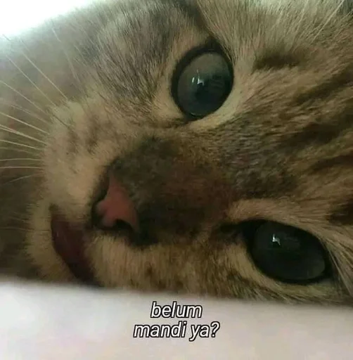 Эмодзи котики