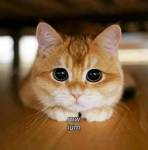 Эмодзи котики