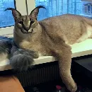 Эмодзи Floppa