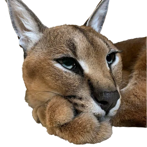 Эмодзи Floppa Caracal