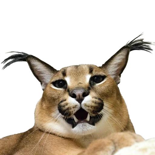 Эмодзи Floppa Caracal