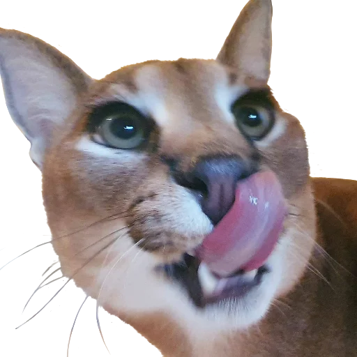 Эмодзи Floppa Caracal