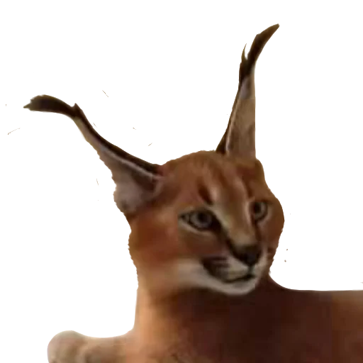 Эмодзи Floppa Caracal
