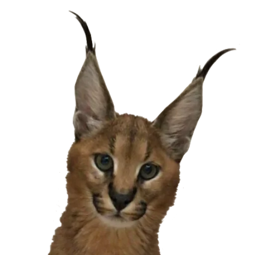 Эмодзи Floppa Caracal