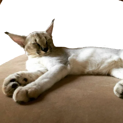 Эмодзи Floppa Caracal