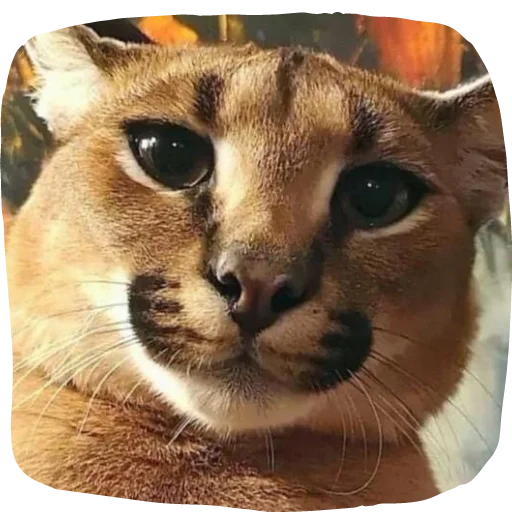 Эмодзи Flopped