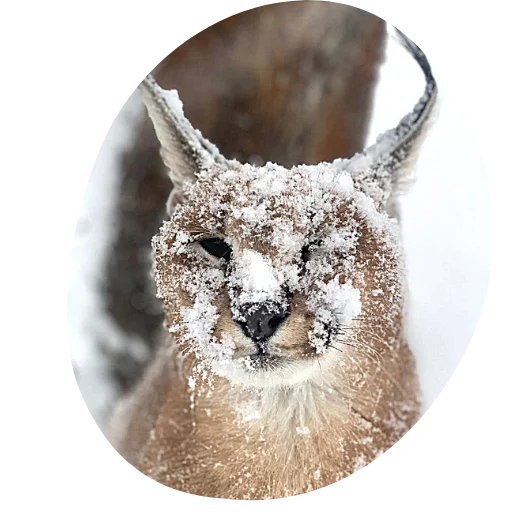 Эмодзи Flopped