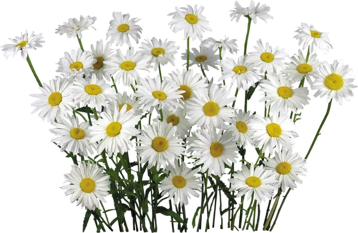 Эмодзи Flores by Helena