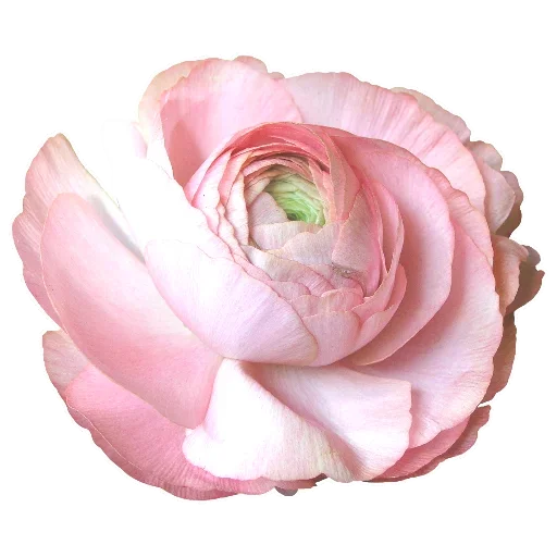 Эмодзи Flowers for Lovely Girl