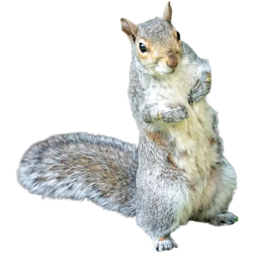 Эмодзи Пушистые и шустрые