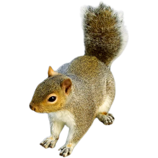 Эмодзи Пушистые и шустрые