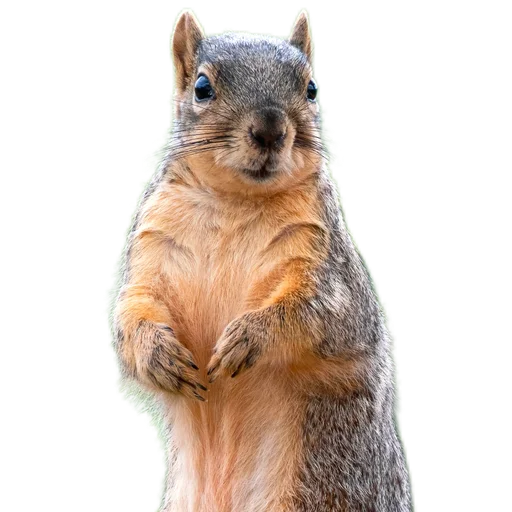 Эмодзи Пушистые и шустрые