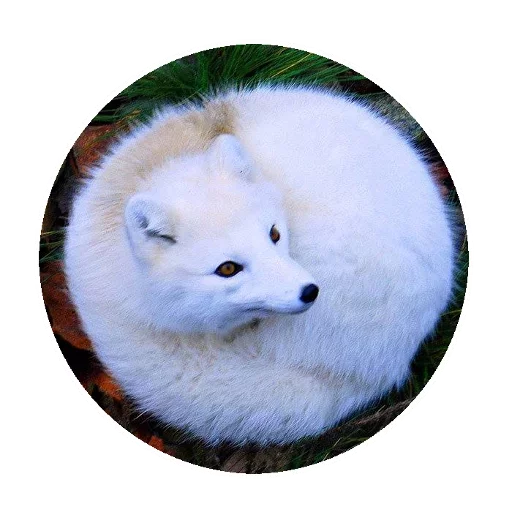 Эмодзи Fox