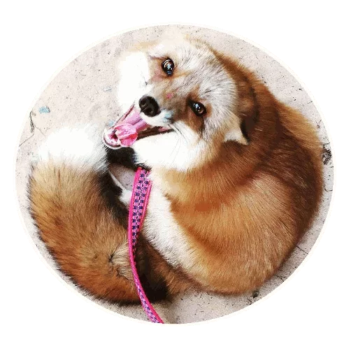 Эмодзи Fox