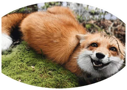 Эмодзи Fox