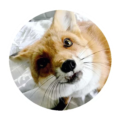 Эмодзи Fox