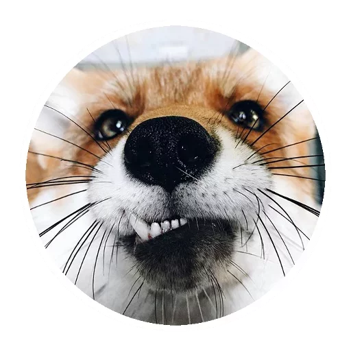 Эмодзи Fox