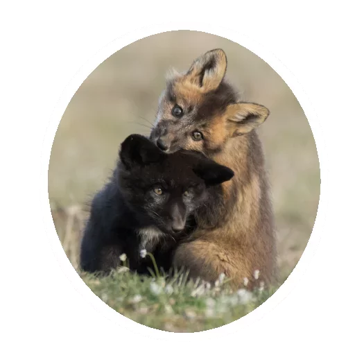 Эмодзи Fox