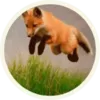 Эмодзи Foxx for Telegram