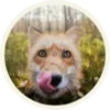 Эмодзи Foxx for Telegram