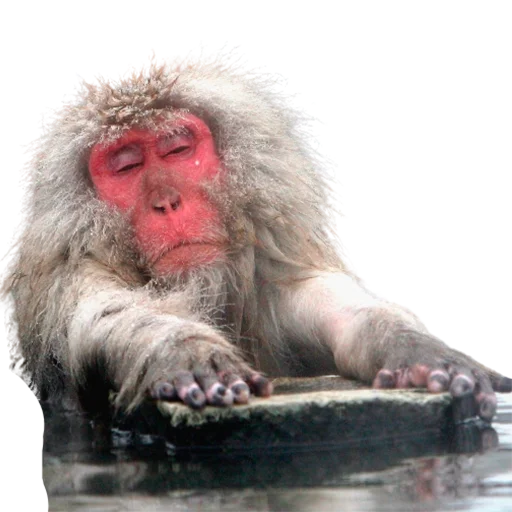 Эмодзи My freaky zoo