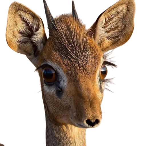 Эмодзи My freaky zoo