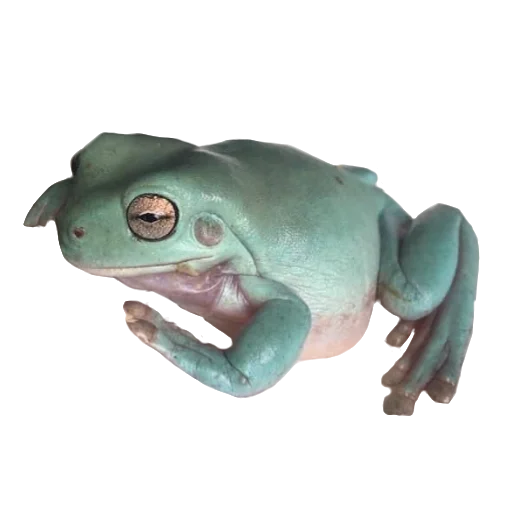 🐸