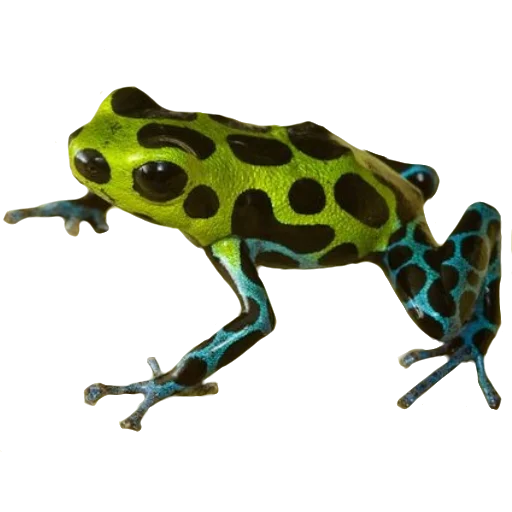 Эмодзи Жабьи лягушки