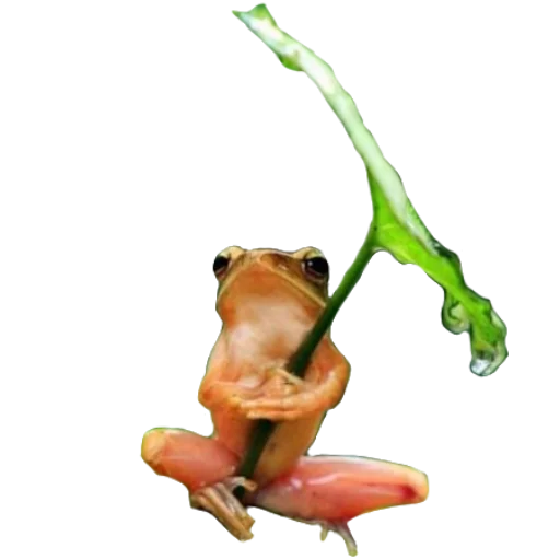 Эмодзи Жабьи лягушки