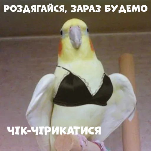 Эмодзи Parrots