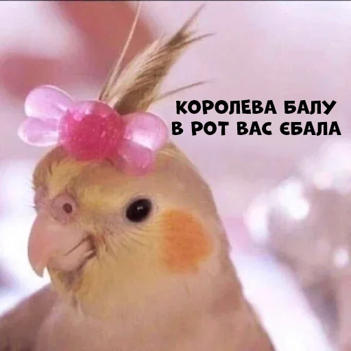 Эмодзи Parrots