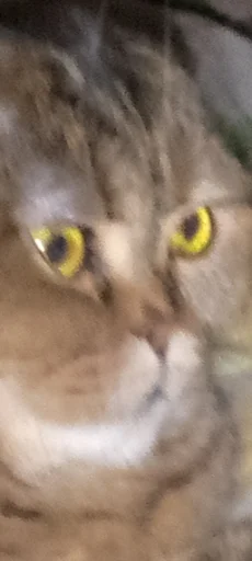 Эмодзи Мемы