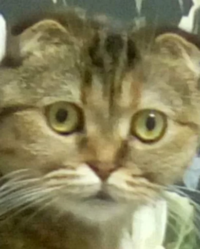 Эмодзи Мемы