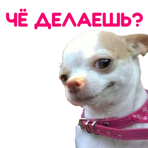 Эмодзи ЧИХУАХУА
