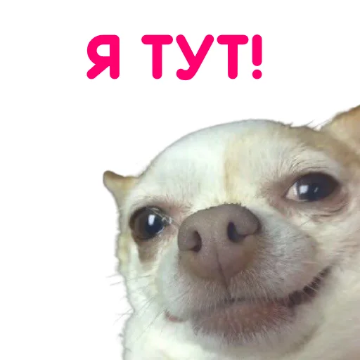 Эмодзи ЧИХУАХУА
