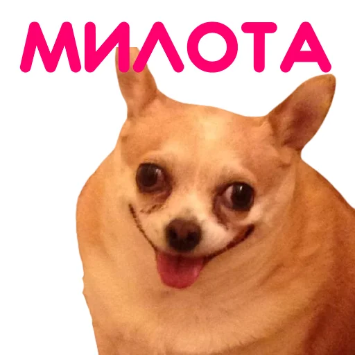 Эмодзи ЧИХУАХУА