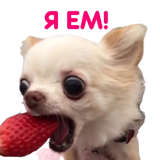 Эмодзи ЧИХУАХУА