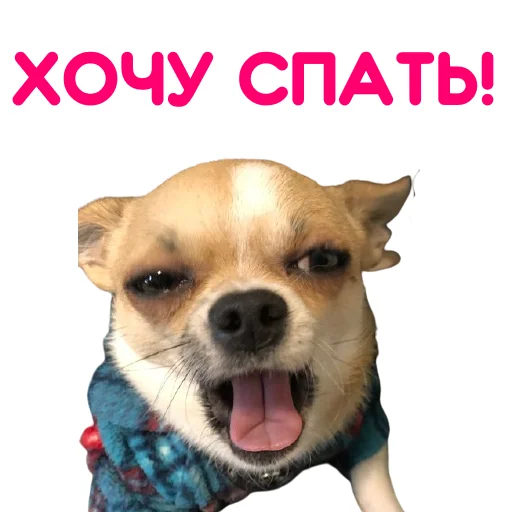 Эмодзи ЧИХУАХУА